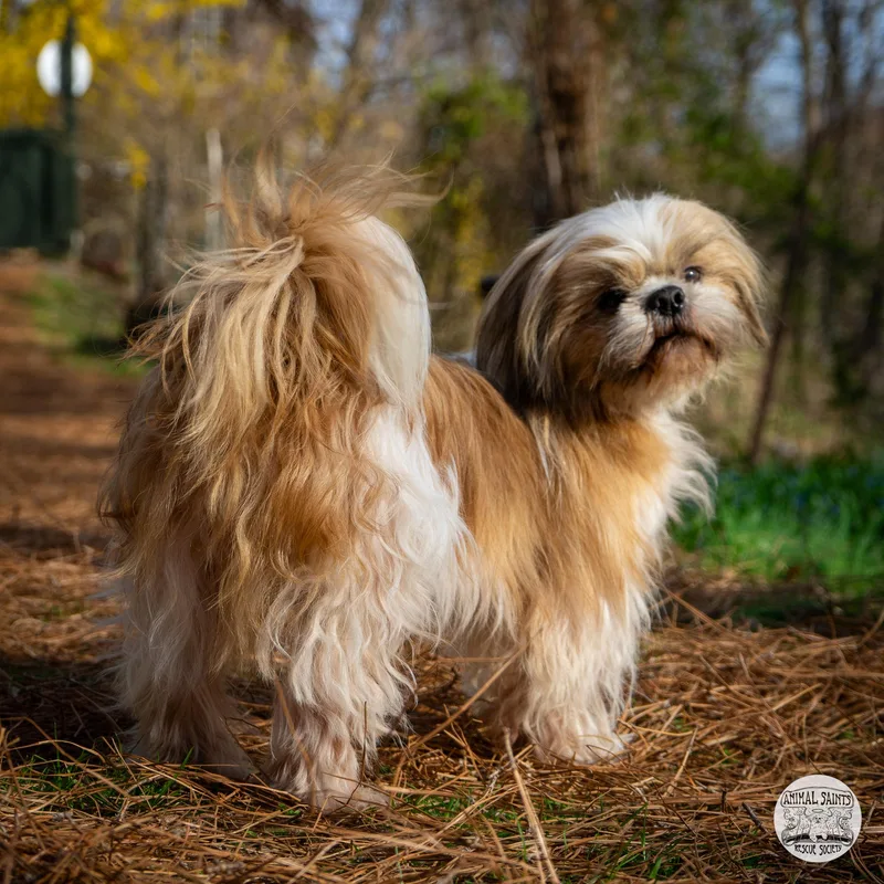 An adult small-sized male White / Cream Shih Tzu dog named Toby for adoption in Fort Montgomery, NY