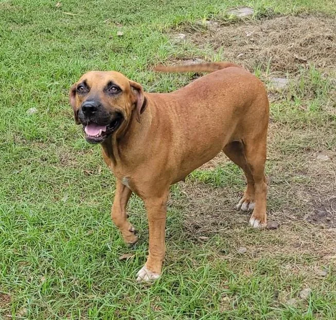 An adult medium-sized female Red / Chestnut / Orange Labrador Retriever dog named Addie for adoption in Longview, TX
