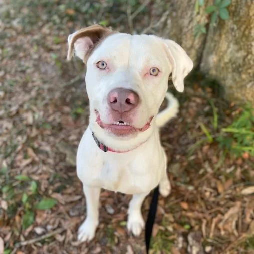An adult medium-sized male White / Cream Mixed Breed dog named Lemon for adoption in Jacksonville, FL