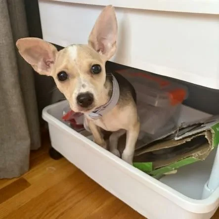 A baby small-sized female Black Chihuahua dog named Tinkerbell for adoption in Prior Lake, MN