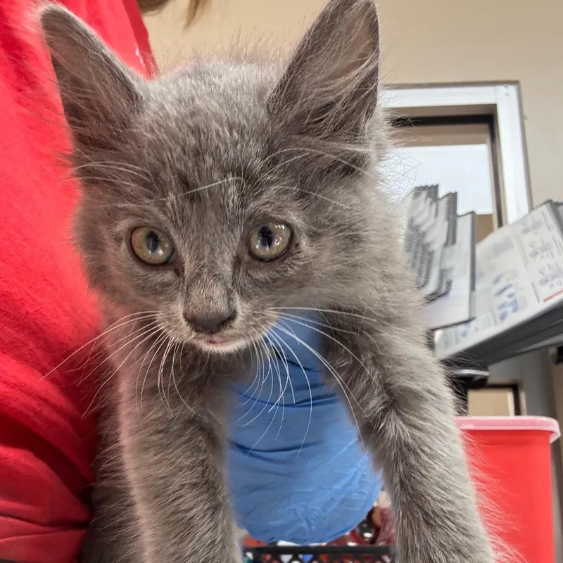 A baby small-sized female Domestic Medium Hair cat named Coco for adoption in Birmingham, AL