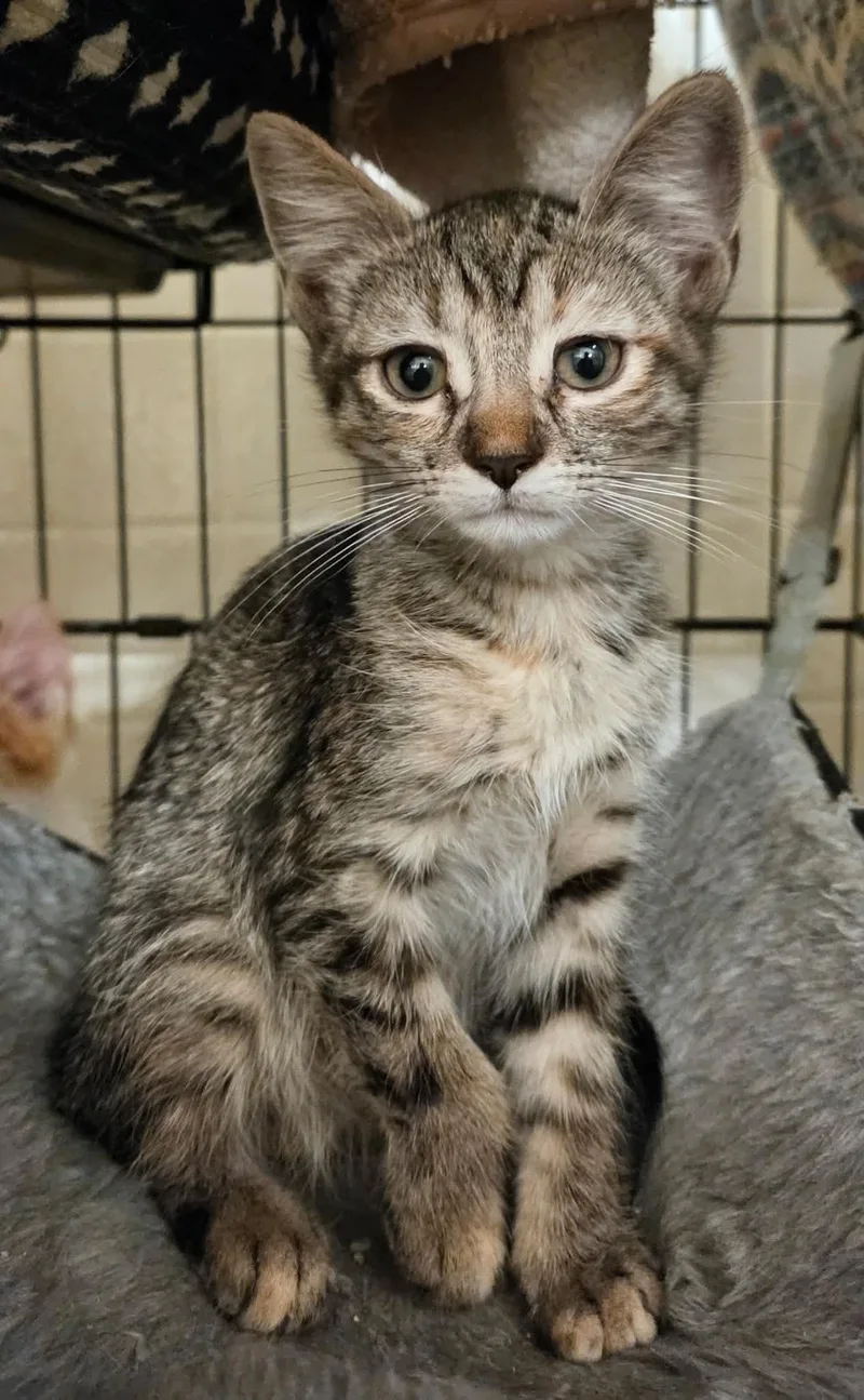 A baby medium-sized female Tabby (Brown / Chocolate) Tabby cat named Wilma for adoption in Tehachapi, CA