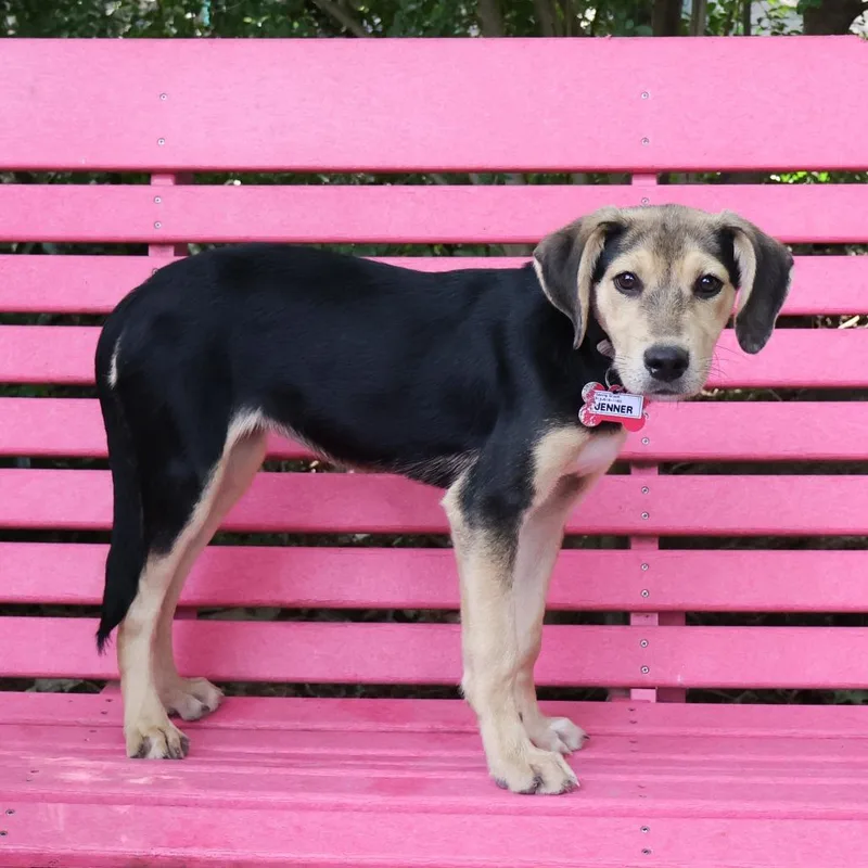 A baby small-sized female Black Hound dog named Jenner for adoption in Wake Forest, NC