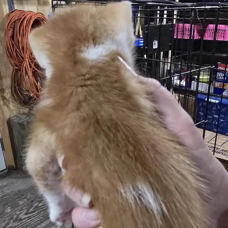 A baby small-sized male Orange / Red Domestic Short Hair cat named Eros for adoption in Baytown, TX