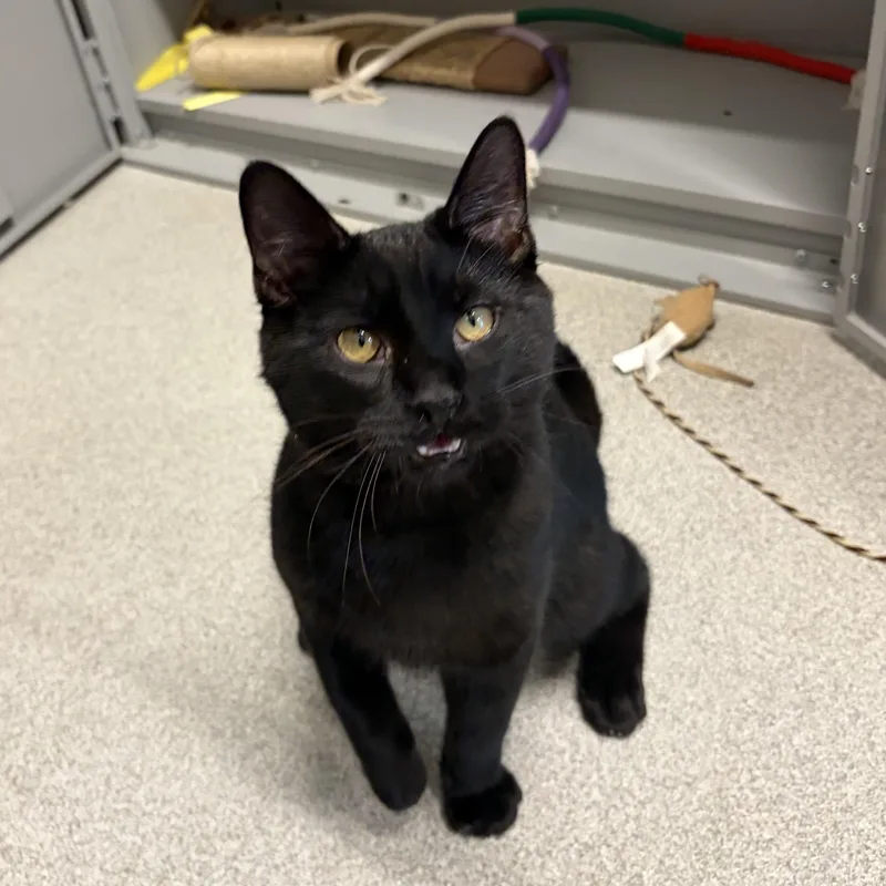 A young medium-sized male Black Domestic Short Hair cat named Ice King for adoption in Hillsboro, MO