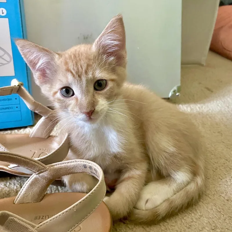 A baby medium-sized male Orange / Red Domestic Short Hair cat named Pippin Spencer for adoption in Eagle Mountain, UT