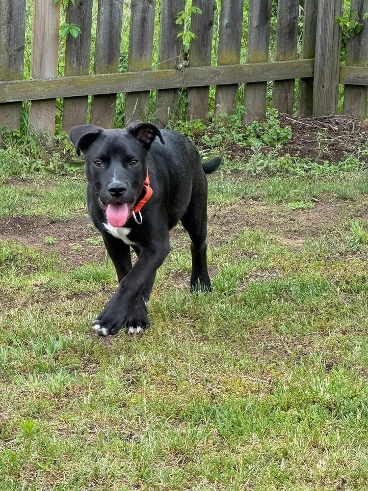 A young medium-sized male Tricolor (Brown, Black, & White) Mixed Breed dog named Jedidiah for adoption in Dorr, MI