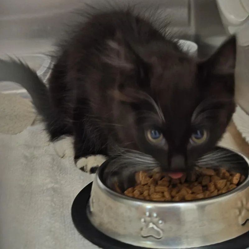 A baby small-sized female Black Domestic Medium Hair cat named Lali for adoption in Upland, CA