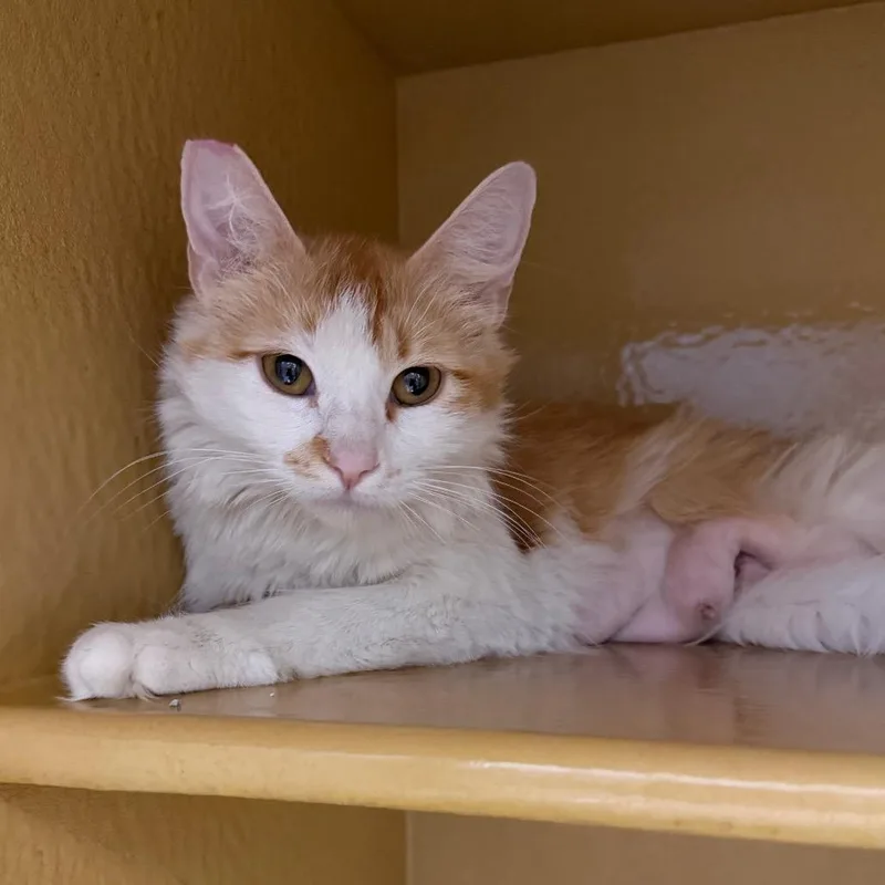 An adult medium-sized female Orange / Red Domestic Short Hair cat named Lucy for adoption in Las Vegas, NV