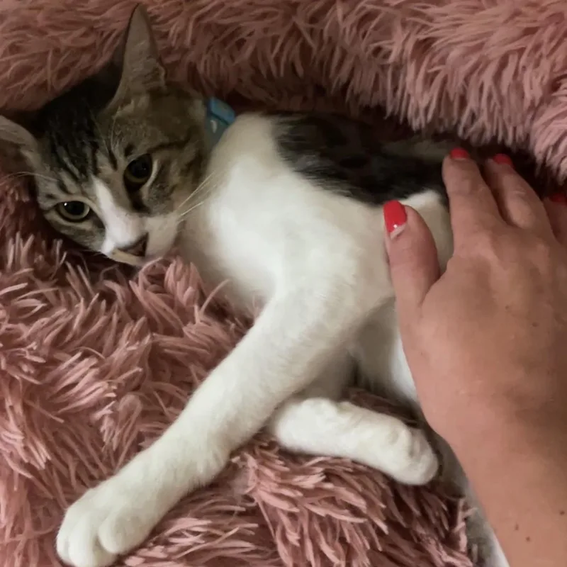 A baby small-sized male Domestic Short Hair cat named Ralf for adoption in Waltham, MA