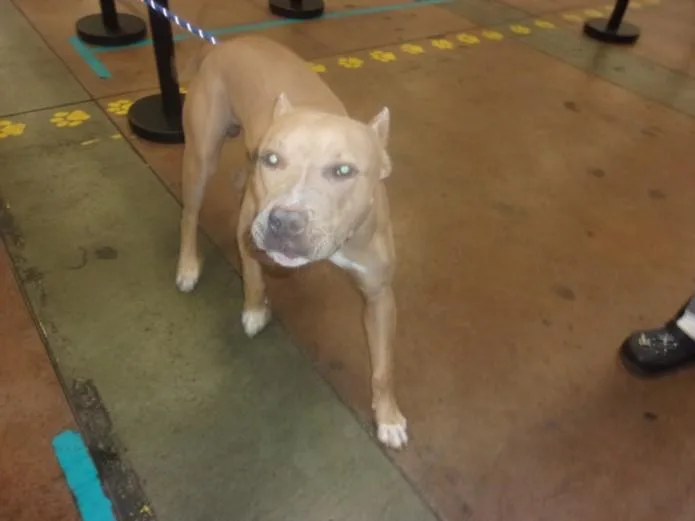 A young large-sized male Pit Bull Terrier dog named Scooby Doo for adoption in Van Nuys, CA