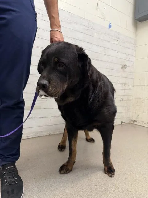 An adult large-sized female Rottweiler dog named Libby for adoption in San Bernardino, CA