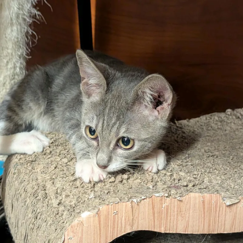 A baby small-sized male Gray / Blue / Silver Domestic Short Hair cat named Chip for adoption in Hemet, CA