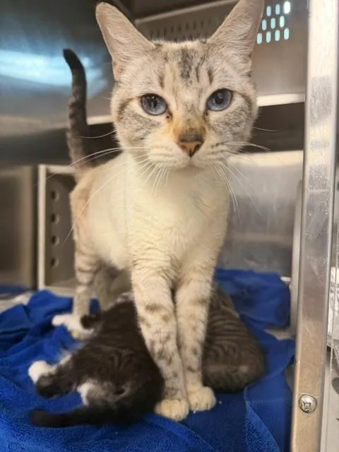 An adult medium-sized female Siamese cat named Phoenix for adoption in Tallahassee, FL