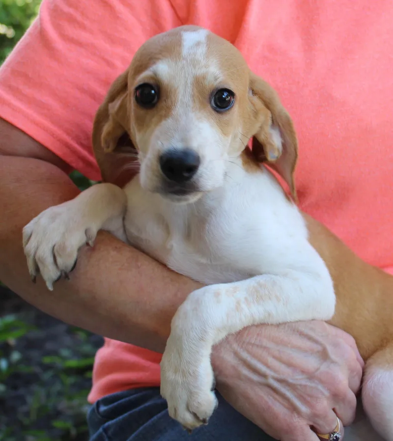A baby medium-sized female Treeing Walker Coonhound dog named Opal for adoption in Prattville, AL