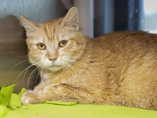 An adult small-sized female Domestic Short Hair cat named Anna for adoption in Phoenix, AZ