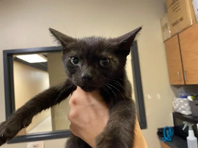 A baby small-sized male Domestic Short Hair cat named Mufasa for adoption in Modesto, CA