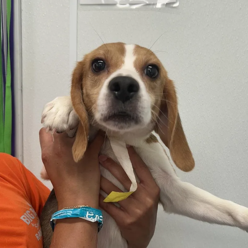 A young small-sized female Brown / Chocolate Beagle dog named Pepper Potts for adoption in LOXAHATCHEE, FL