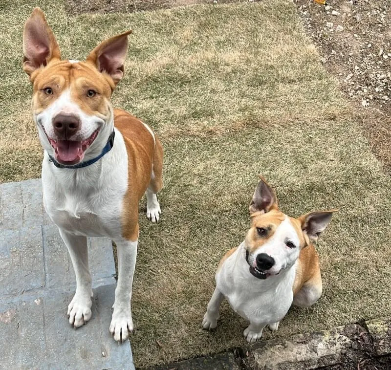 An adult medium-sized male Yellow / Tan / Blond / Fawn Pit Bull Terrier dog named Thomas The Lover Boy for adoption in Friendswood, TX