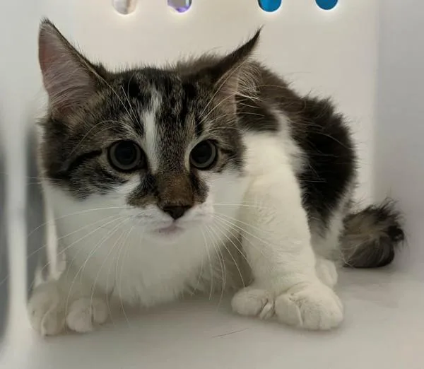 A baby small-sized male Domestic Medium Hair cat named Harry for adoption in Staten Island, NY