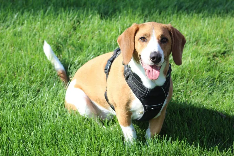 An adult medium-sized female Tricolor (Brown, Black, & White) Basset Hound dog named Baylee for adoption in Lafayette, IN