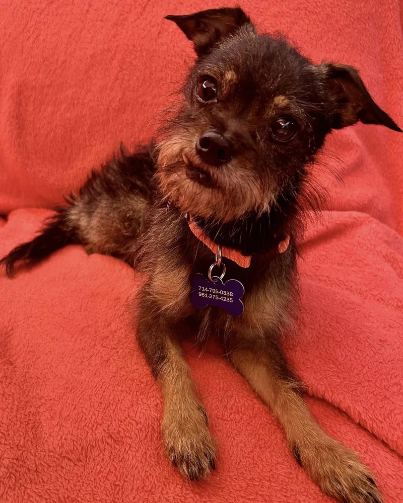 An adult small-sized female Chihuahua dog named Rosie for adoption in Corona, CA