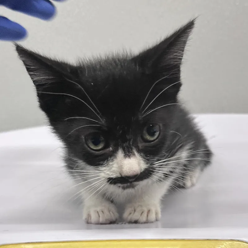 A baby small-sized female Black Domestic Short Hair cat named Twinkle for adoption in Tampa, FL