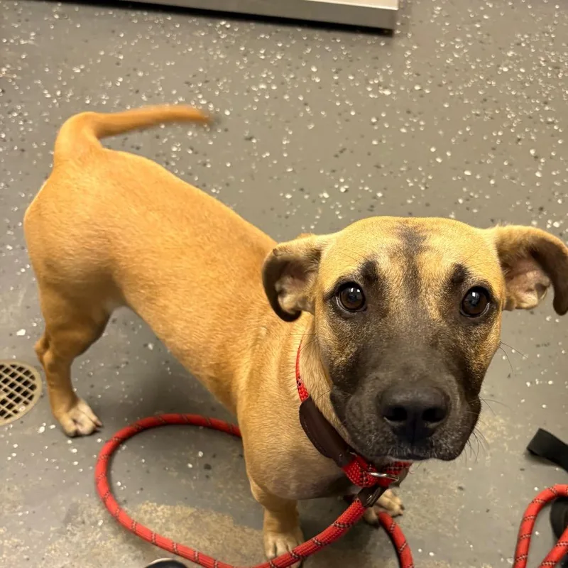 A young medium-sized male Brown / Chocolate Mixed Breed dog named Squatty for adoption in Columbiana, AL