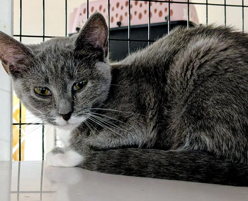 A baby small-sized female Domestic Short Hair cat named Lena for adoption in St. Augustine, FL