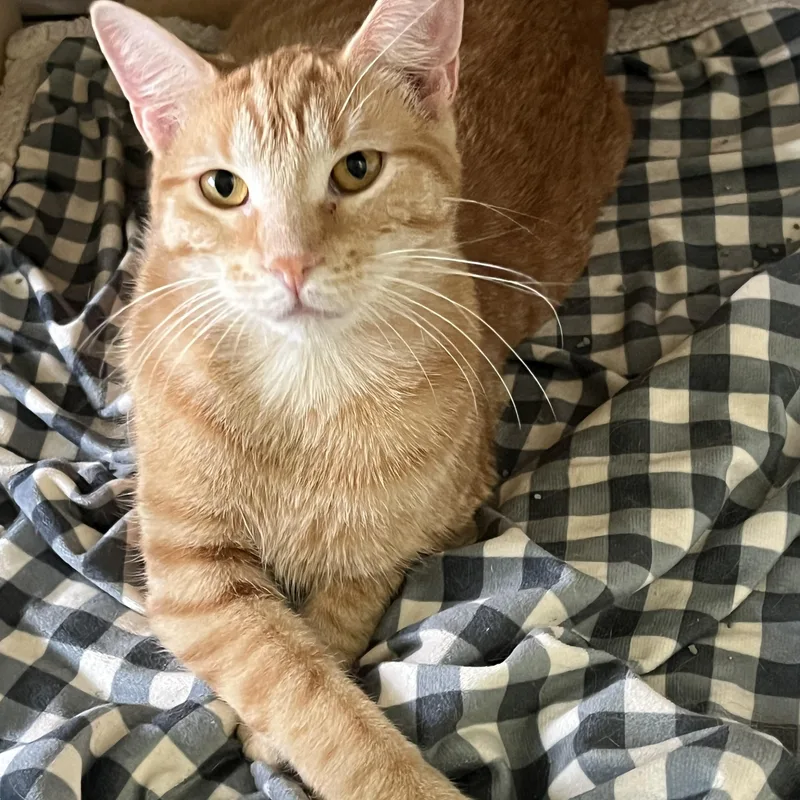 A young medium-sized female Buff / Tan / Fawn Domestic Short Hair cat named Suki and Mooney Females for adoption in Moline, IL