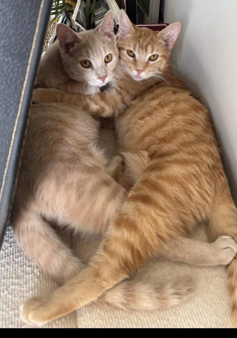 Suki and Mooney Females thumbnail 5