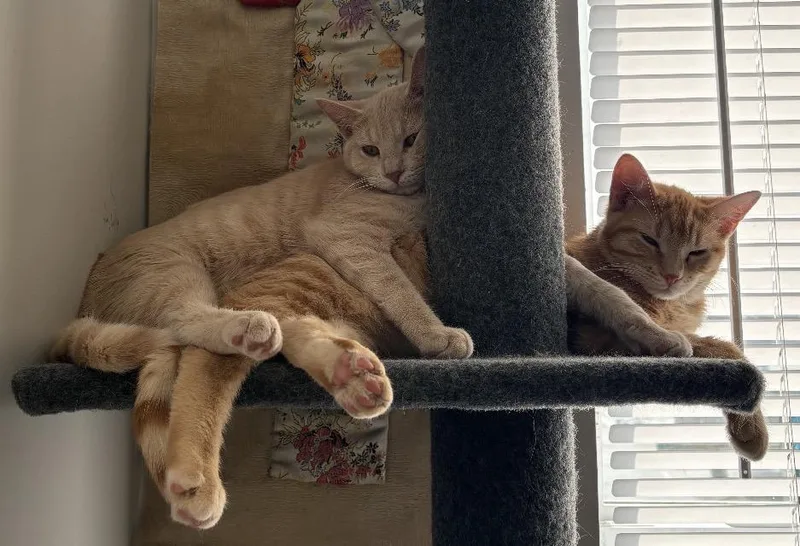 Suki and Mooney Females thumbnail 6
