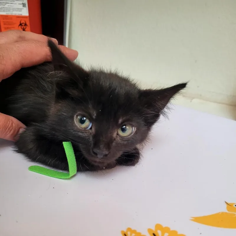 A baby small-sized female Domestic Medium Hair cat named June for adoption in Allyn, WA
