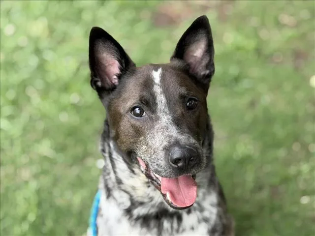 An adult large-sized male Australian Cattle Dog / Blue Heeler dog named Zorro for adoption in Tulsa, OK