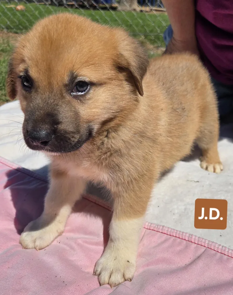 A baby medium-sized male Anatolian Shepherd dog named Jared  $ for adoption in Milwaukee, WI