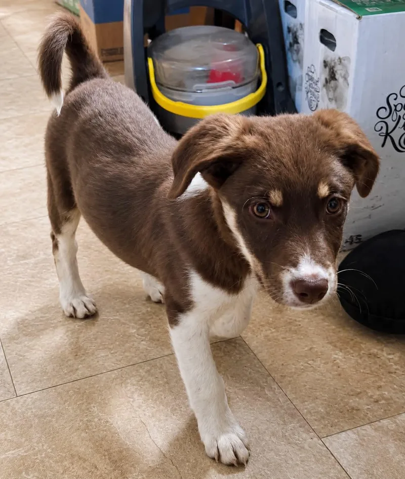 A baby medium-sized male Brown / Chocolate Australian Shepherd dog named Woody for adoption in Grand Rapids, MI