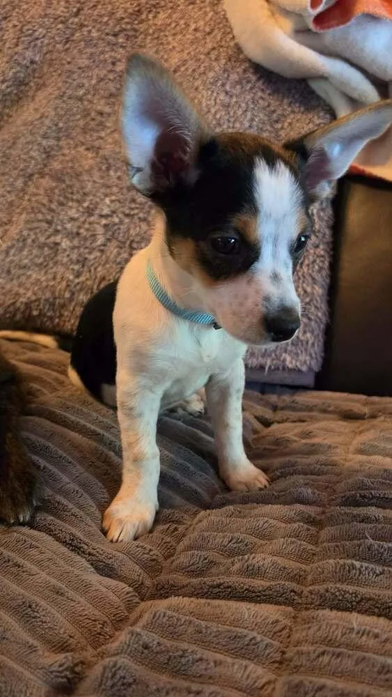 Chorkie Patrol : Everest