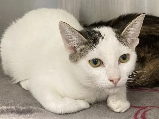 A baby small-sized female Domestic Short Hair cat named Tortilla for adoption in Tustin, CA