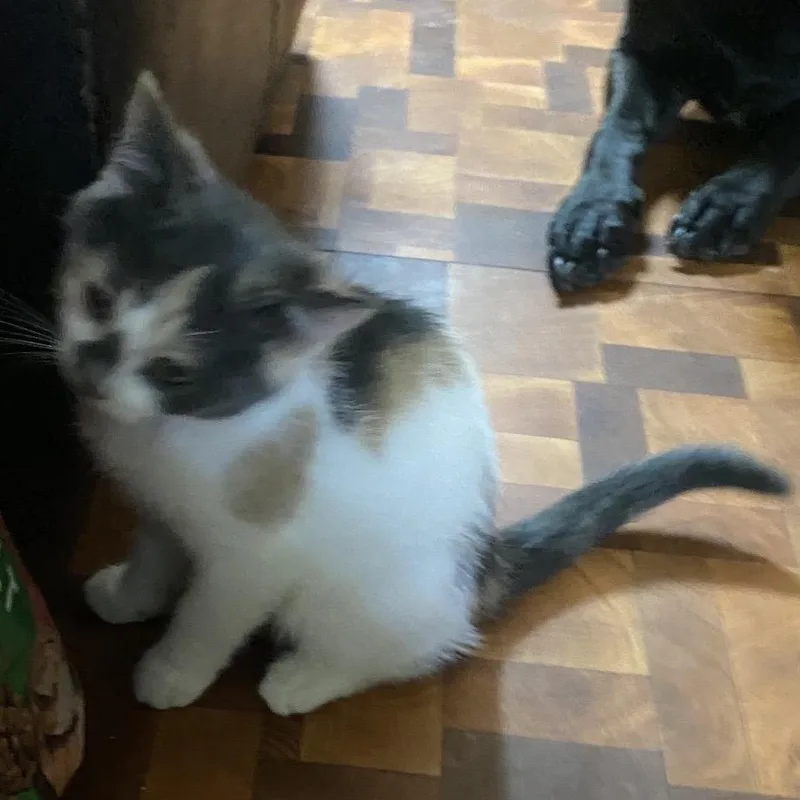 A baby small-sized female White Domestic Short Hair cat named Sally Ann for adoption in Bismarck, ND