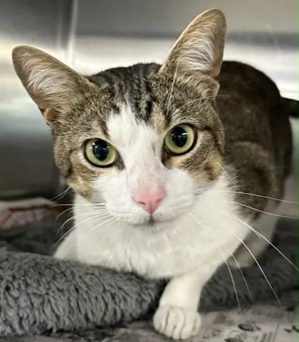 A young medium-sized male Domestic Short Hair cat named Loki for adoption in Shreveport, LA