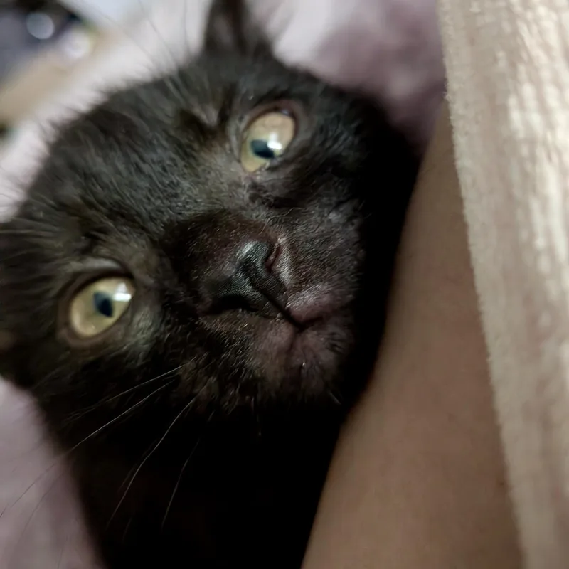 A baby small-sized male Black Domestic Short Hair cat named Corn Dog for adoption in Alexandria, VA
