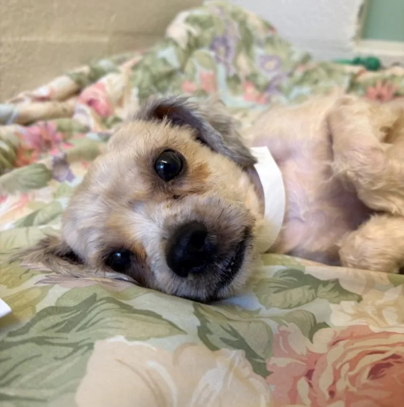 A young small-sized female Shih Tzu dog named Furby for adoption in Hagerstown, MD