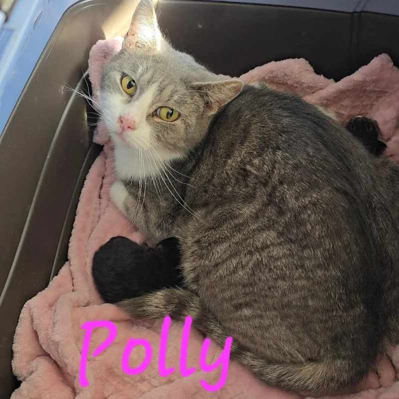 An adult medium-sized female Gray / Blue / Silver Domestic Short Hair cat named Polly for adoption in Overland Park, KS