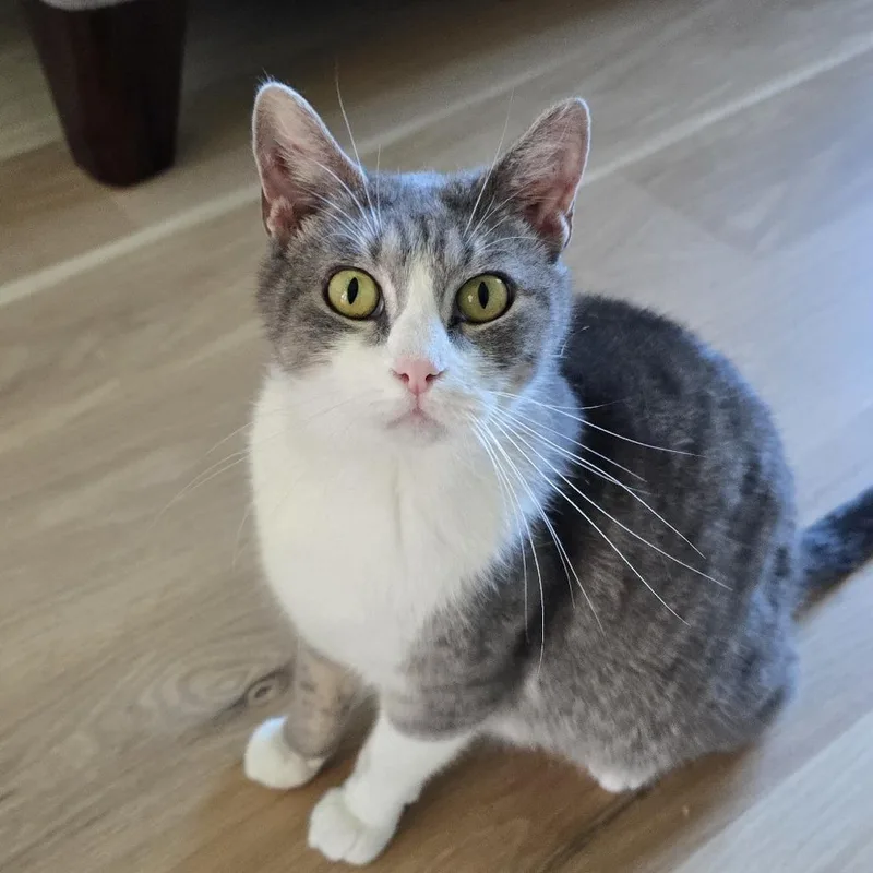 Polly thumbnail 2