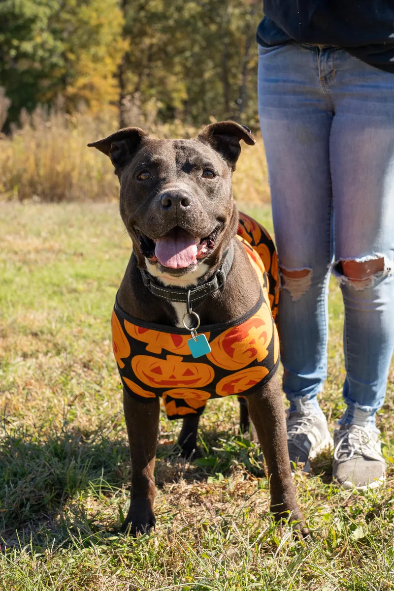 An adult large-sized female Pit Bull Terrier dog named Jolene for adoption in Dixon, KY
