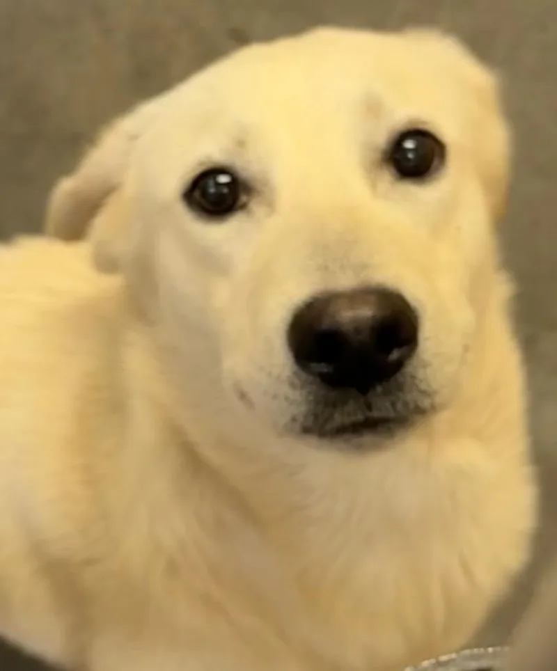 Ajax