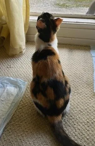 Pipsqueak thumbnail 2