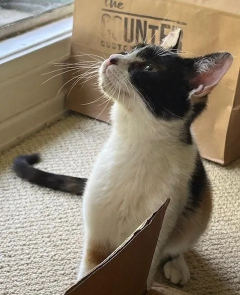 Pipsqueak thumbnail 3