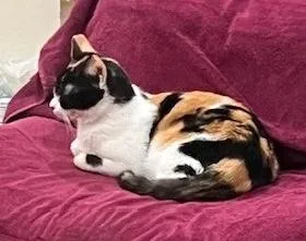 Pipsqueak thumbnail 4