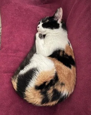 Pipsqueak thumbnail 5